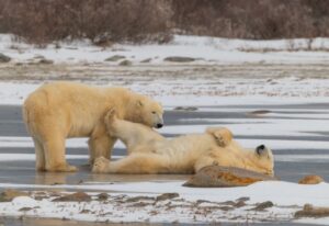 two polar bears on ice by Giulia Ciampini